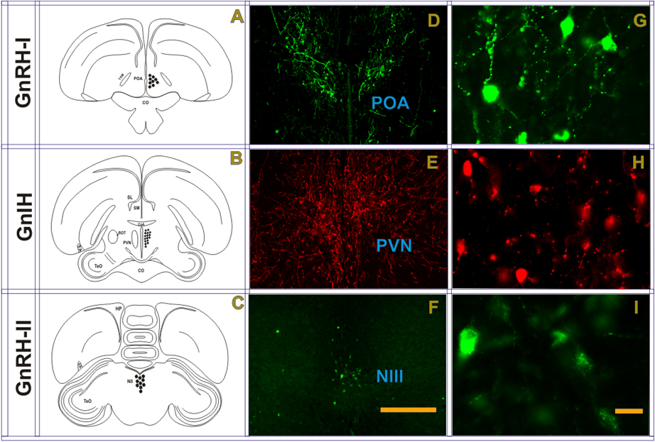 Localization of GnIH, GnRH- I and –II peptide by Fluorescence Immunohistochemistry