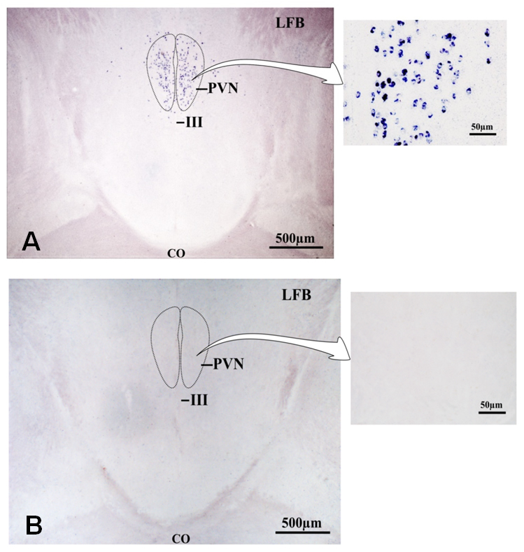 In situ hybridization of GnIH mRNA in the PVN in the Weaver bird