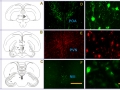 Localization of GnIH, GnRH- I and –II peptide by Fluorescence Immunohistochemistry