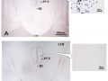 In situ hybridization of GnIH mRNA in the PVN in the Weaver bird