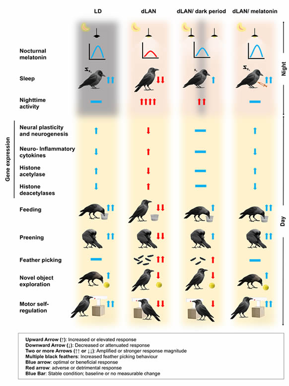 Crow