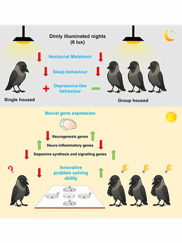 Crow3
