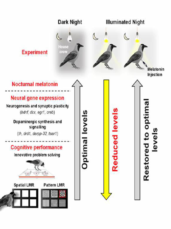 Crow4