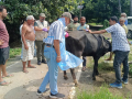 Prof. Prabhat Singh examining a cow – a PMP project initiative